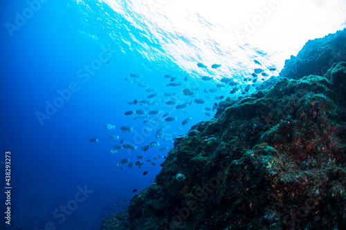                                        Hachijo Island  sea                                         School of fish                