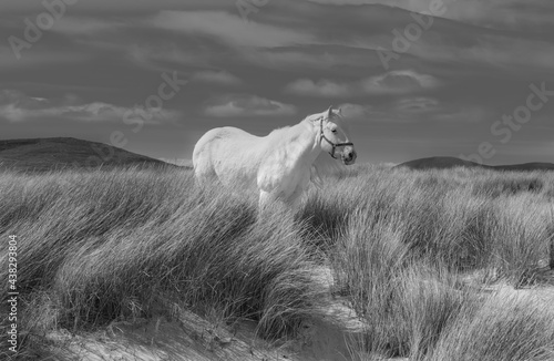 Black and white image of a white horse on the beach at Luskentyre, Isle of Harris, Scotland.