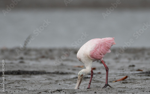 roseate spoonbill feeding