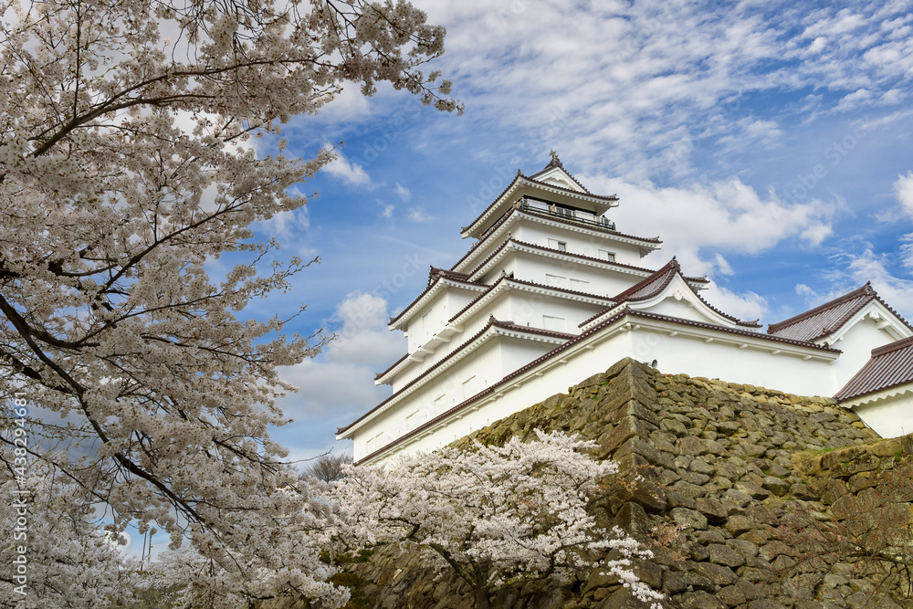 Tsuruga-jo Castle or Wakamatsu castle in Aizu-Wakamatsu City in Fukushima Prefecture, Japan in spring Saruka flowers in full bloom with a very beautiful blue sky Tsuruga-jo Castle or Wakamatsu castle in Aizu-Wakamatsu City in Fukushima Prefecture, Japan in spring Saruka flowers in full bloom with a very beautiful blue sky