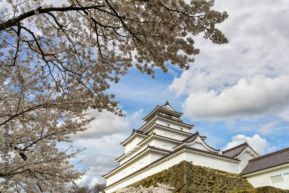 Tsuruga-jo Castle or Wakamatsu castle in Aizu-Wakamatsu City in Fukushima Prefecture, Japan in spring Saruka flowers in full bloom with a very beautiful blue sky Tsuruga-jo Castle or Wakamatsu castle in Aizu-Wakamatsu City in Fukushima Prefecture, Japan in spring Saruka flowers in full bloom with a very beautiful blue sky
