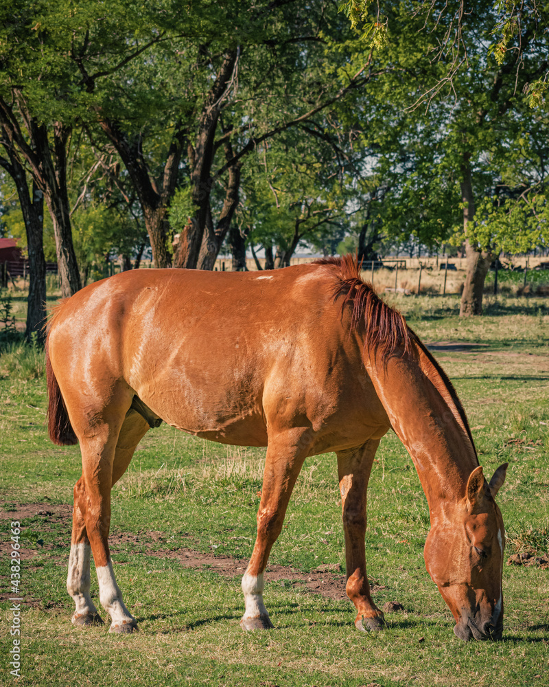 Obraz premium Horse II