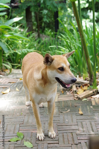 Thai dog brown color cute animal.