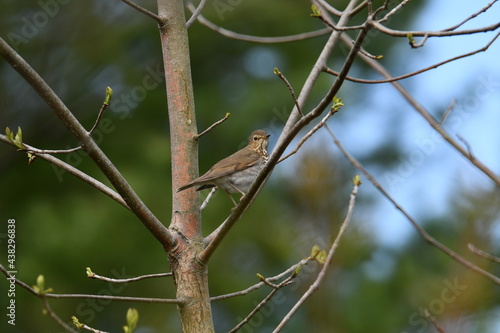 Swainson's Thrush perched in a tree 