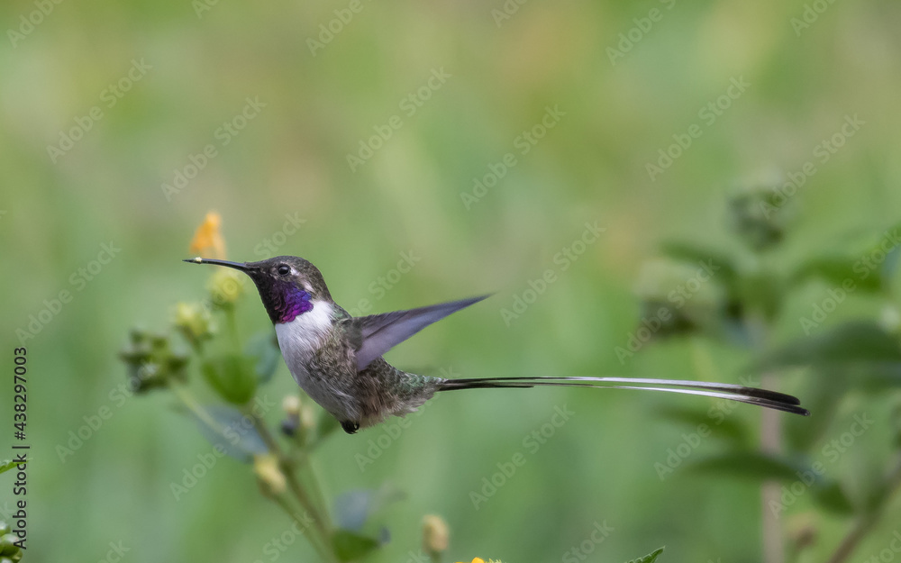 Fototapeta premium Peruvian sheartail feeding on lantana flowers