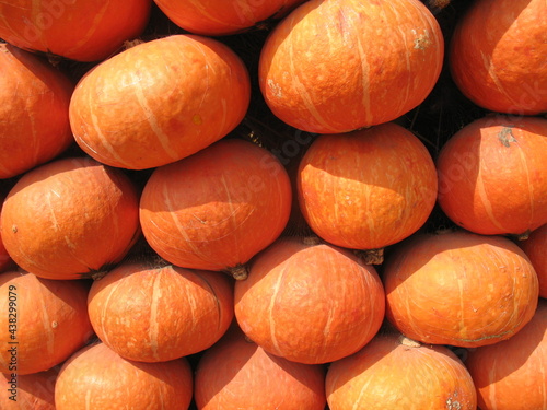 wall of orange pumkhin under sushine at noon photo