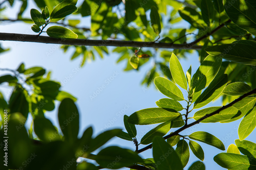 frangipani leaves under the sun on center of frame with clear bluesky weather frangipani leaves under the sun on center of frame with clear bluesky weather