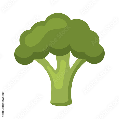 fresh broccoli vegetable