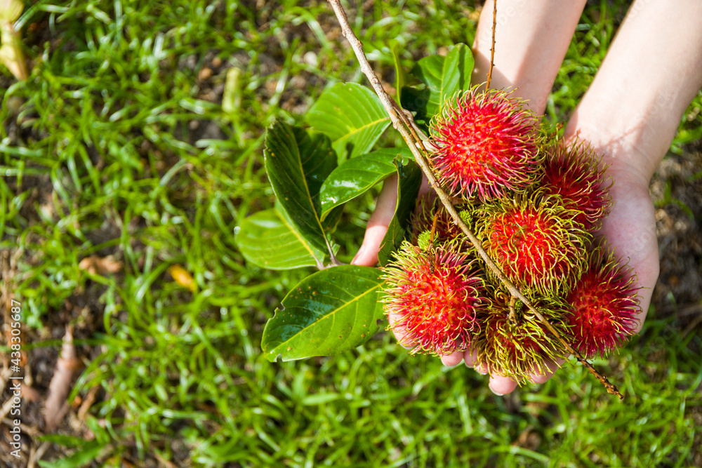 Some ripe rambutans in two hands in the garden background Some ripe rambutans in two hands in the garden background