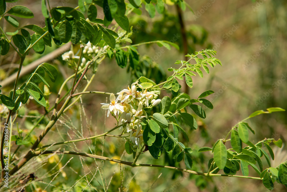 lime blossom in day light stock photo lime blossom in day light stock photo