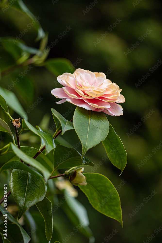close up of a beautiful pink Japanese Camellia flower blooming on the tip of the branch in the garden.