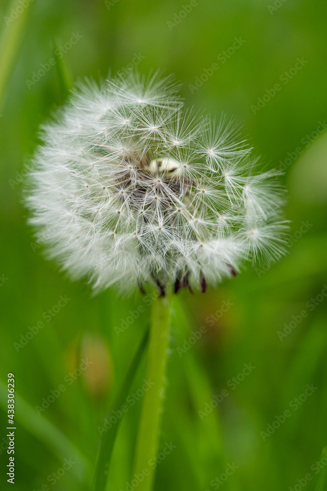 Fototapeta premium close up of a ball-shaped fluffy white dandelion flower isolated from the green background