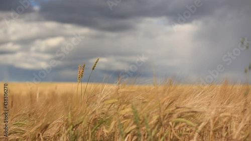 wheat field and sky