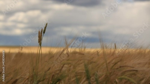 ears of wheat