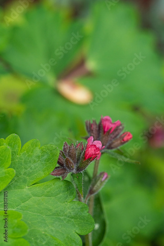 tiny red Pulmonaria obscura flowers buds start to bloom on top of the big green leaves in the garden