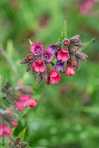red Pulmonaria Obscura flowers buds start to bloom on top of the big green leaves in the garden