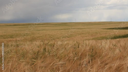 wheat field in the morning