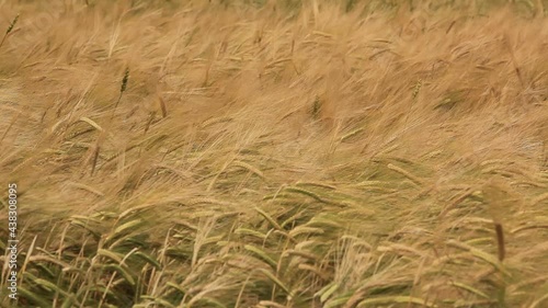 field of wheat