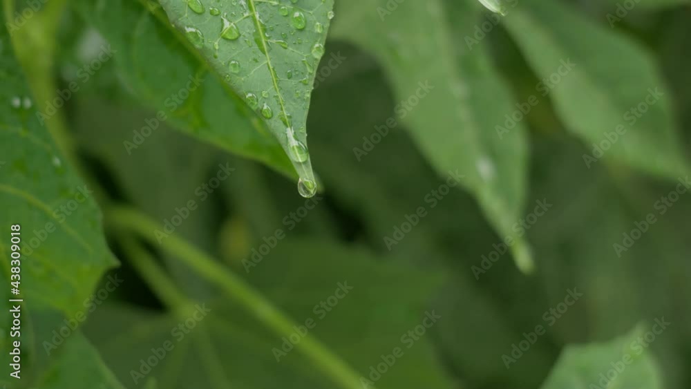 Chaya Spinach plant with rain water drop. Tree spinach or Cnidoscolus Chayamansa herbal in nature. Chaya Spinach plant with rain water drop. Tree spinach or Cnidoscolus Chayamansa herbal in nature.