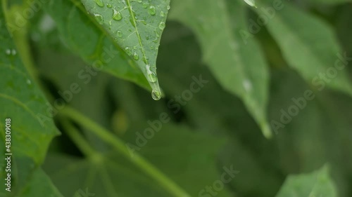 Chaya Spinach plant with rain water drop. Tree spinach or Cnidoscolus Chayamansa herbal in nature. photo