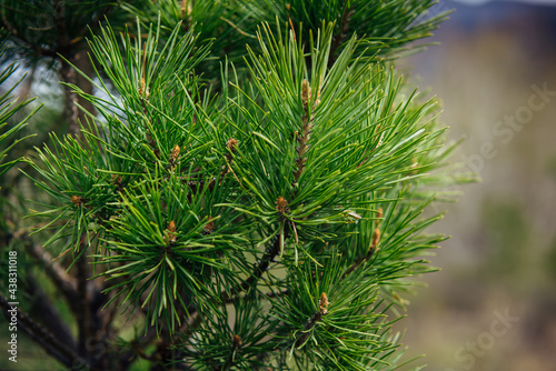 Spruce or pine branch, close-up, blurred background. Green needles of a taiga tree in the sunlight.