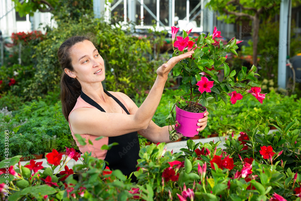 Portrait of joyful female florist with Dipladenia (Mandevilla) in hands on plantation in greenhouse