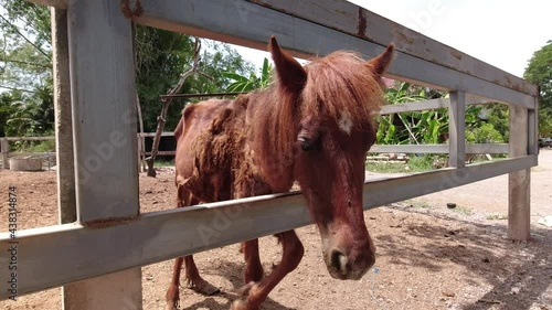 Poorly kept horses in a paddock