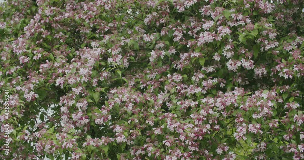 Wide shot of a blooming bush on an overcast spring day, flat lighting. Branches and blooms moving in the wind. Static shot with telephoto lens. Wide shot of a blooming bush on an overcast spring day, flat lighting. Branches and blooms moving in the wind. Static shot with telephoto lens.