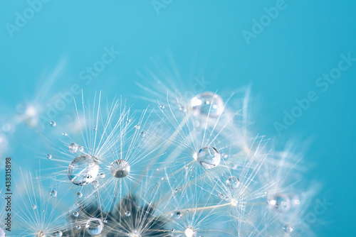 Beautiful dew drops on a dandelion seed macro. Beautiful soft background. Water drops on a parachutes dandelion. Copy space. soft focus on water droplets. circular shape, abstract background