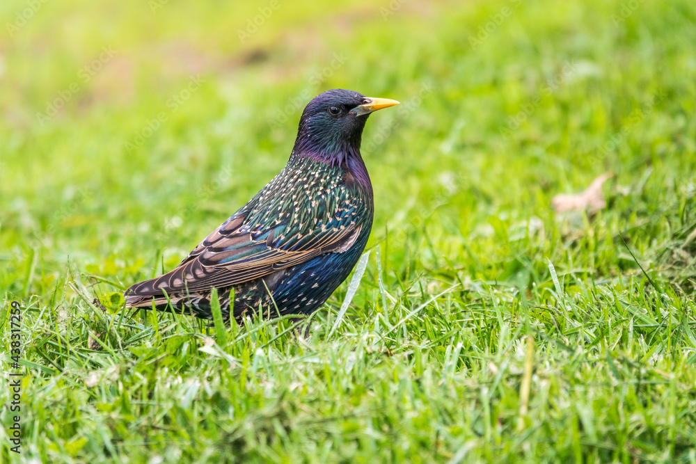 Fototapeta premium The common starling or European starling, Sturnus vulgaris, on a sprng lawn.