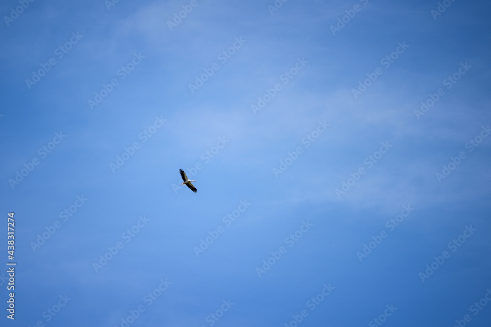 Flying stork in the blue sky.
