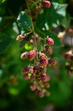 Unripe blackberry fruits outdoors on a plant.