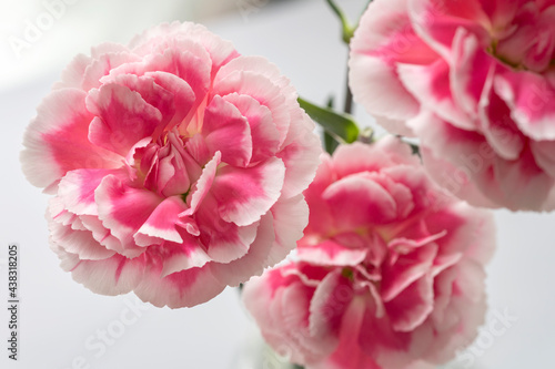 Pink Carnations White Background © ALEXANDER