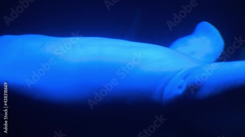 Beluga wale underwater. Rear wild life animal. Mammal marine fauna.  photo