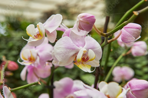Fancy colored orchids blooming in the park