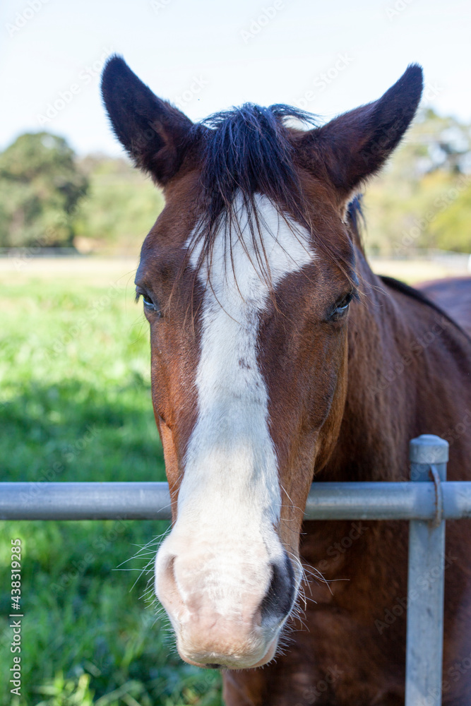 Naklejka premium The head of a beautiful horse, Queensland, Australia