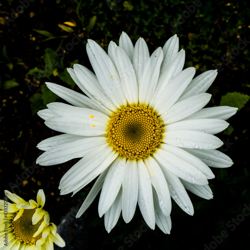 white daisy flower
