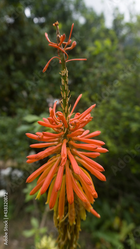 orange flower in the forest