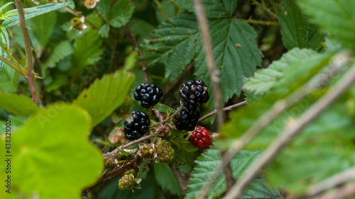 blackberry on the bush