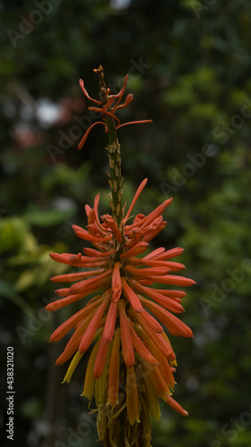 orange flower in the garden
