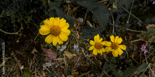 yellow flowers in the grass