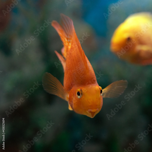 smiling curious orange fantail goldfish with outstretched fins, swimming towards on blurry natural background.