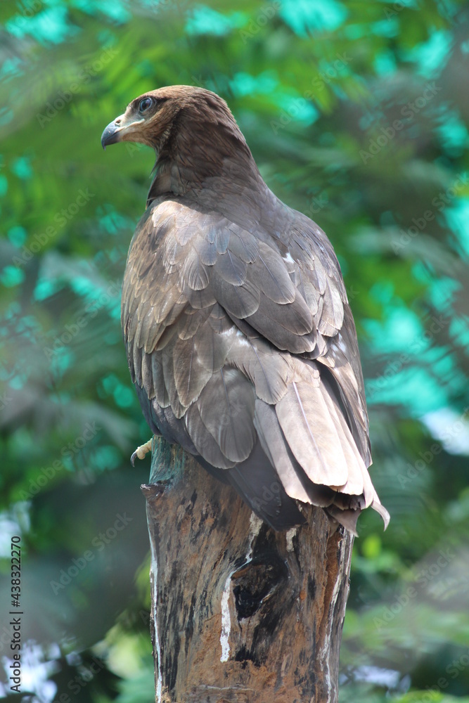 Fototapeta premium bird of prey