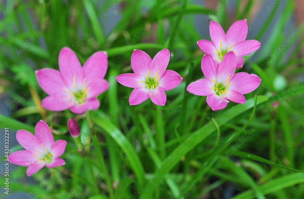 Pink zephyranthes flowers and green leaves background. Pink zephyranthes flowers and green leaves background.