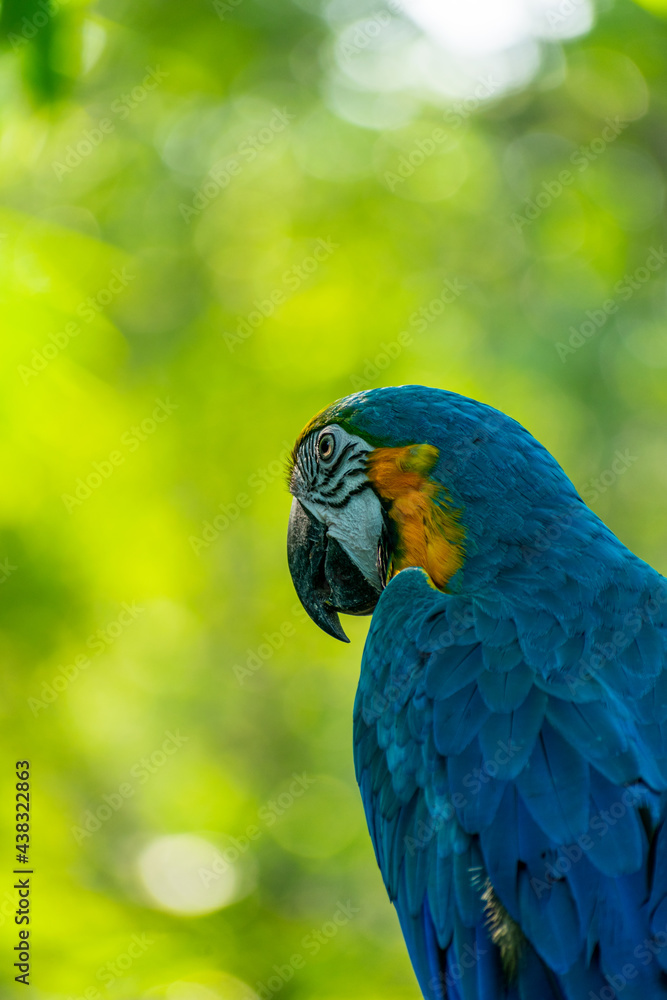 A portrait of Gold and Yellow macaw