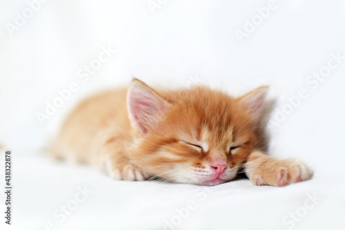 sleeping sweetly Beautiful bright red kitten on a white background. Young cute little red kitty. Long haired ginger kitten play at home. Cute funny home pets. space for text