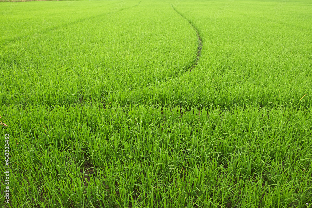 green rice field, growing rice