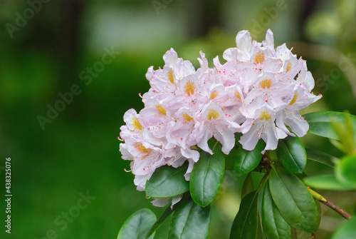 Pink Rhododendron flowers in a park at cloudy day 