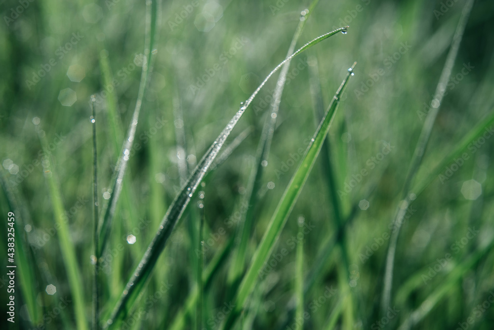 Green grass with dew drops summer background, green gras meadow in the morning
