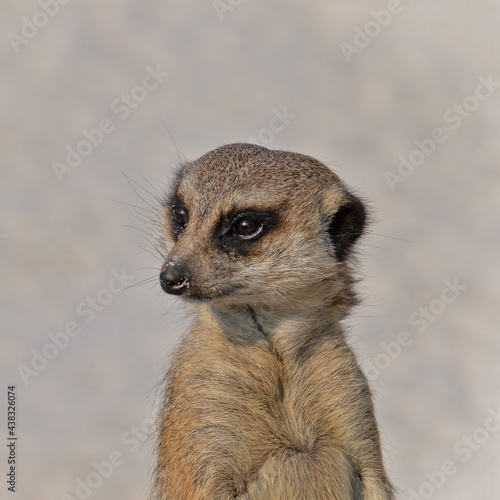 portrait d'un suricate dans un parc